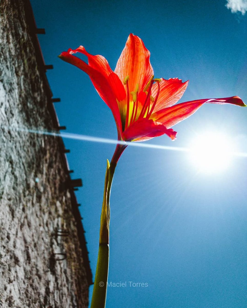 nomundoincrivel's tweet photo. Foto tirada pelo Maciel Torres @macieltorres87 com o ZenFone Max Pro (M1). #minhafotocomzenfone #zenfonemaxprom1 https://t.co/JxOjzVQ9pY