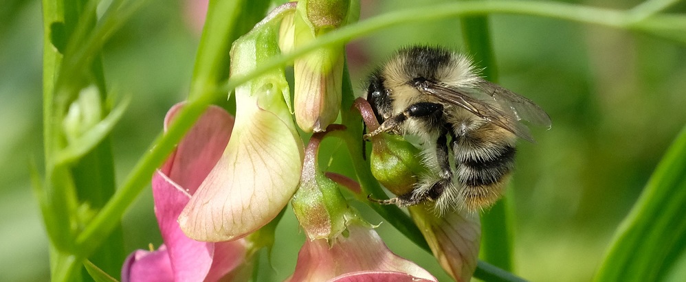 The channels, reens and rivers are home to spectacular natural rarities - from the world’s smallest flowering vascular plant Wolffia arrhiza, to top predators.It's the great silver water beetle only home in Wales, while the shrill carder bee is a recognised priority species.