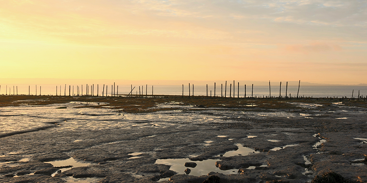 The channels, reens and rivers are home to spectacular natural rarities - from the world’s smallest flowering vascular plant Wolffia arrhiza, to top predators.It's the great silver water beetle only home in Wales, while the shrill carder bee is a recognised priority species.