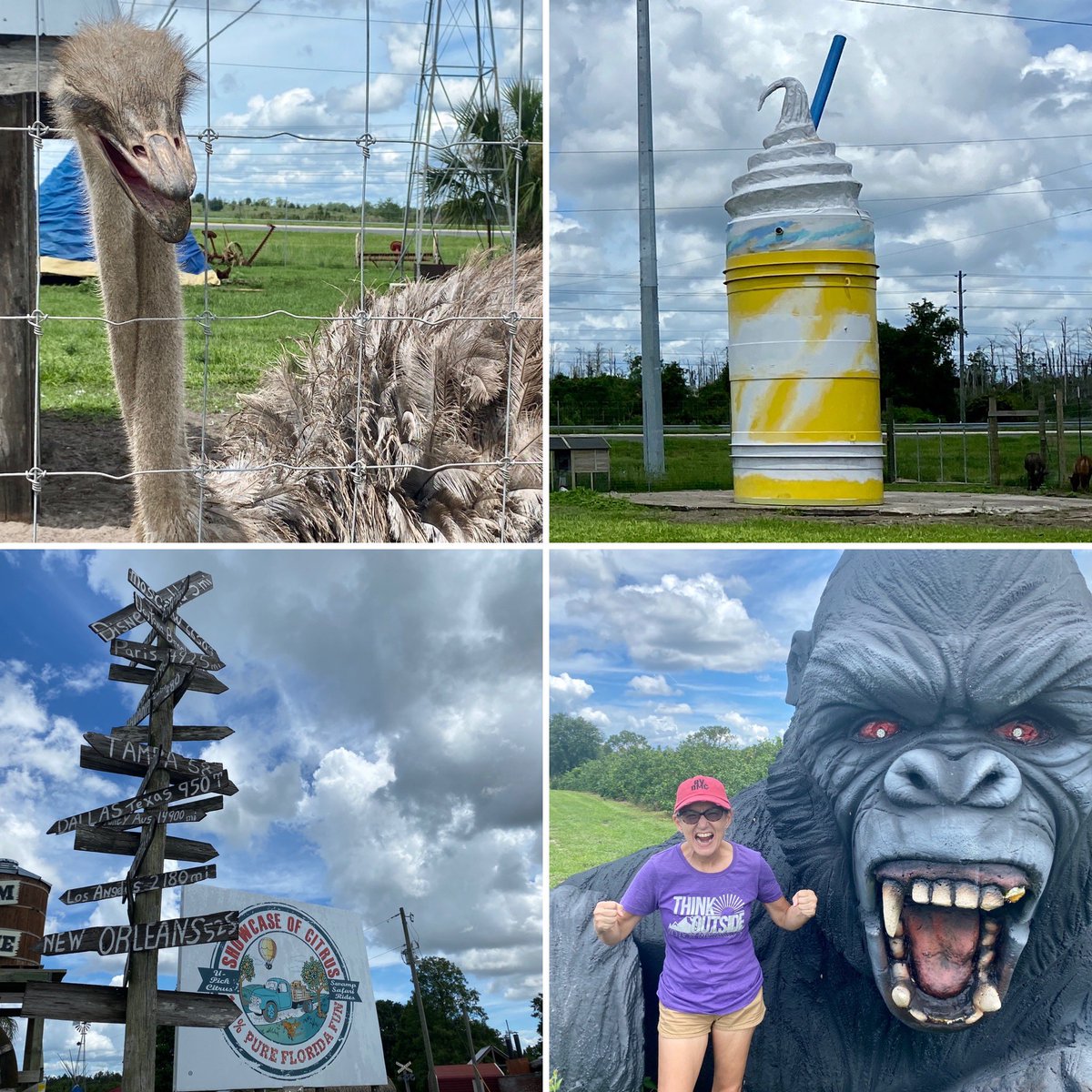 DownsizingCents's tweet photo. #SundayFunday. So many photos I had to cheat. Near #OrlandoRVResort, you have to check this place out.I was inspired by #nomadicfanatic β€οΈ of places like this. Have you been to the #ShowcaseofCitrus?ππ¦π¦π¦π¦πππ πππ¦’ πΊ π· β΅οΈ #rvliving #roadsideamerica #Florida https://t.co/JvGTrU19Kd