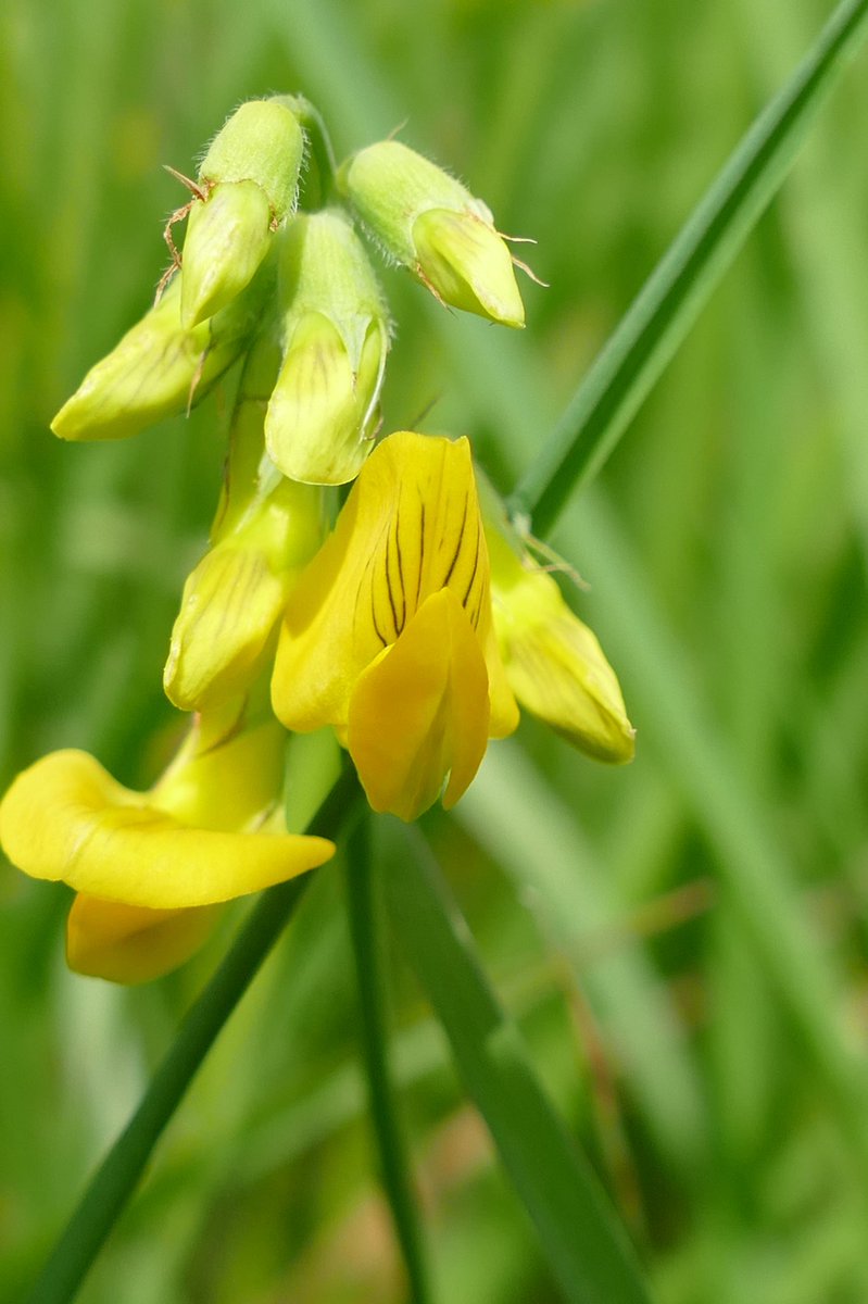 windyhollowscot's tweet image. And here come some yellow beauties for #wildflowerhour #birdsfoottrefoil #hawkbit and #mullein 🌿best wishes from #Perthshire #Scotland #botany #wildflowers @wildflower_hour @BSBIbotany #biodiversity #organicfarm