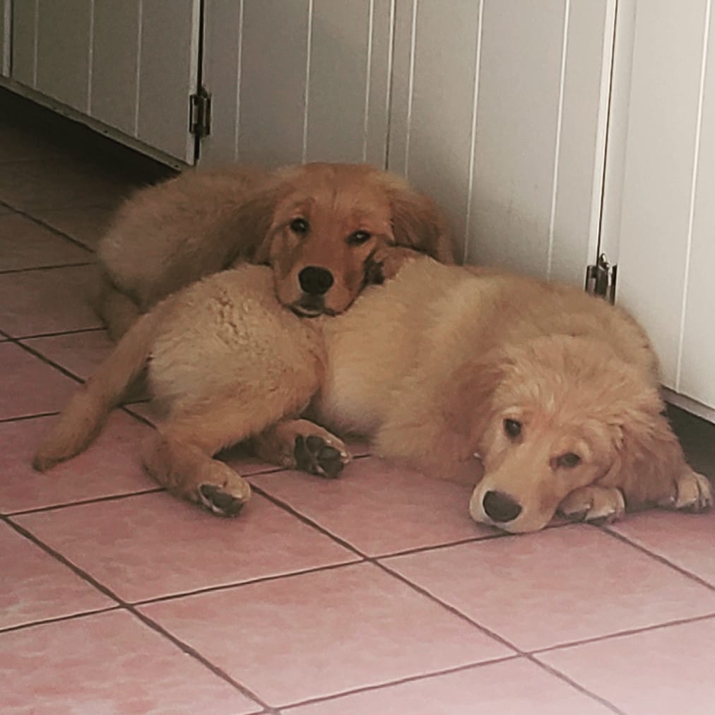 Karmabear3's tweet photo. It really is exhausting playing with our humans all day 💞🐶💞 https://t.co/4MwR4Qqo9W