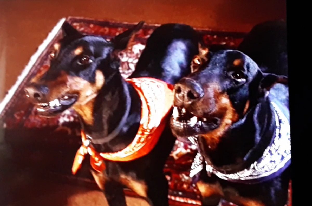 CreditThePet's tweet photo. Columbo: How To Dial A Murder (S07.E04)  (1978) does not credit Laurel and Hardy.

#Columbo 
#Columbotv
#ColumboTvSeries https://t.co/vpxgsB5YWy