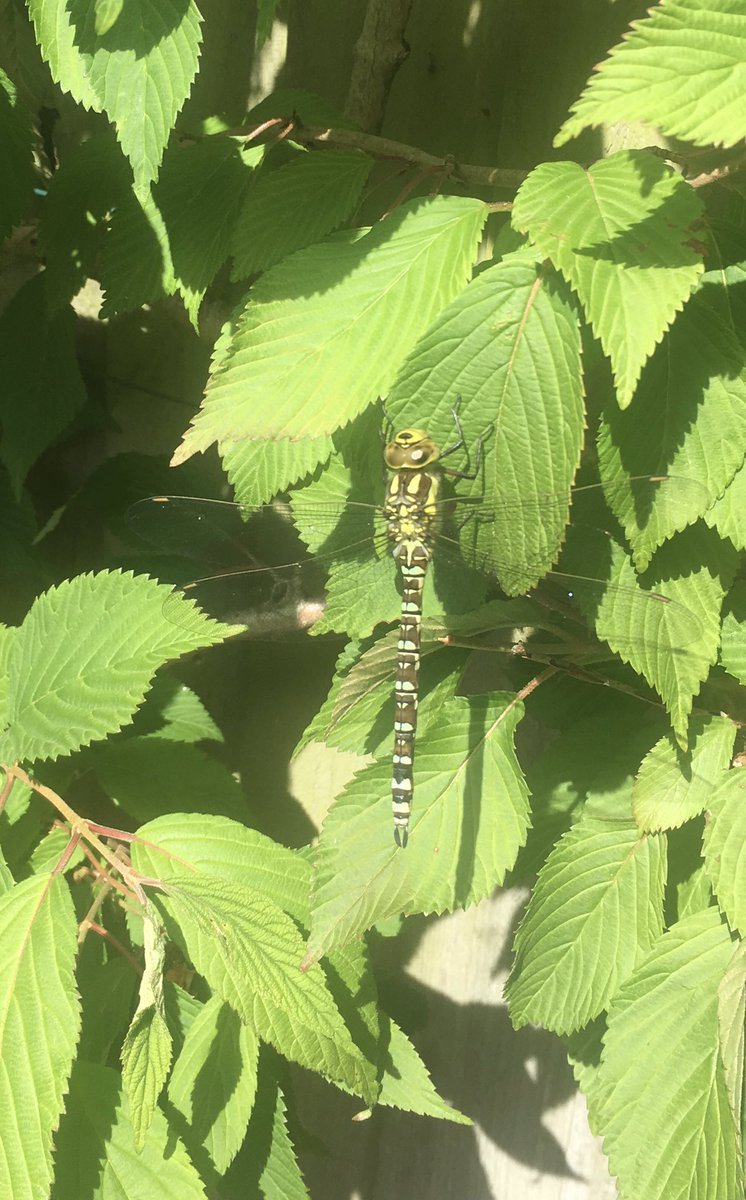 AlisonM2019's tweet photo. @BBCSpringwatch  what a stunner in a garden in Surrey 💝 https://t.co/MyWWUeG5vr