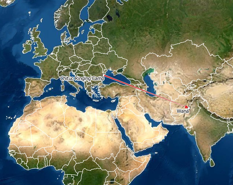 AttilaMarton_'s tweet photo. After ringing 8667 Red-Breasted Flycatchers on the Black Sea coast in the last 6 years, we finally have our first recapture! A bird ringed as a juvenile by Edgár Papp in September 2018 was captured (and eaten) by a boy in Pakistan in April 2020. #chitucringingcamp #milvusgroup https://t.co/MN44A09mZN