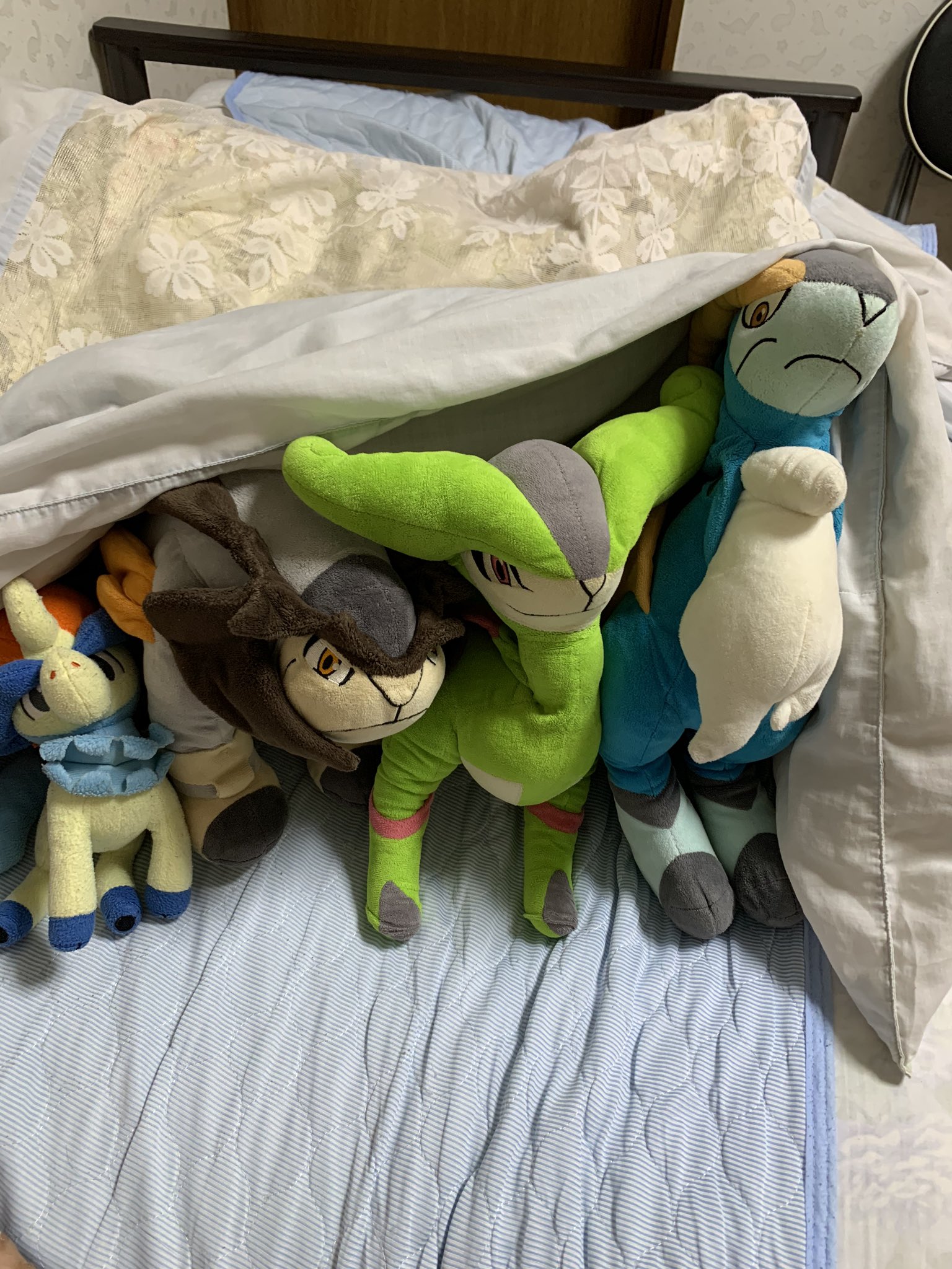 セリウス 布団からひょっこり顔を出す聖剣士 可愛いすぎる ぬい撮り コバルオン テラキオン ビリジオン ケルディオ T Co Thjiapriwo Twitter