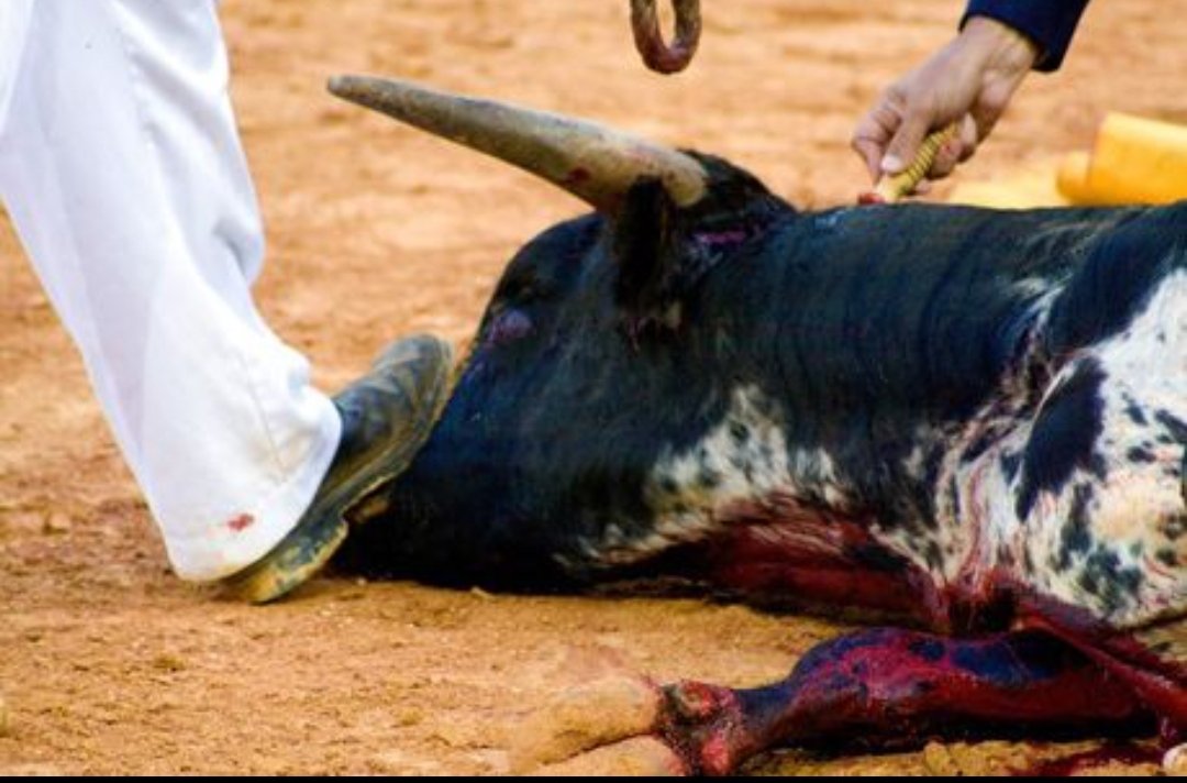 ¡Basta de tradiciones sangrientas y crueles! <a href="/sanchezcastejon/">Pedro Sánchez</a> <a href="/jmrdezuribes/">José Manuel Rodríguez Uribes</a> 

#MásSanidadMenosToreros