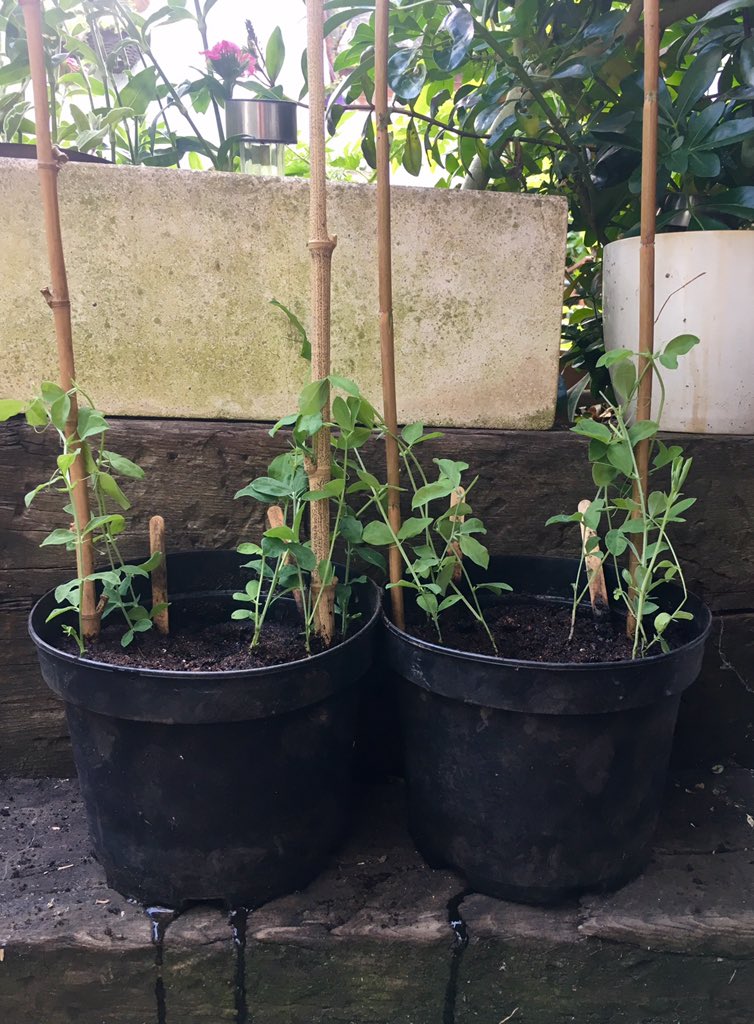 Sweet peas now potted out! For a first-time, growing-everything-from-seed, gardener, I've had to learn it all as I go along, with no idea if I'm doing it correctly. Really hoping these survive - I'd love to have some flowers growing alongside the veg I've managed to produce.