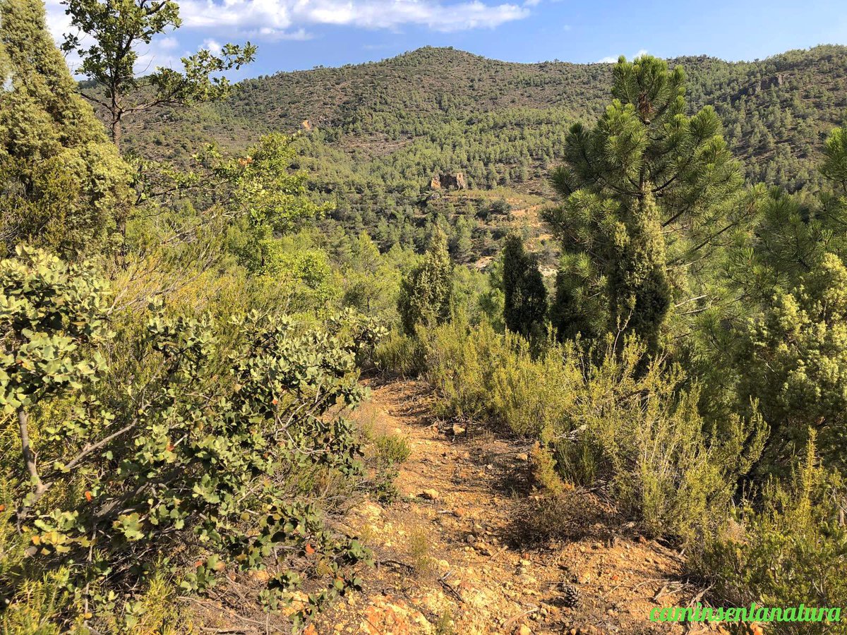 caminsnatura's tweet photo. 📸 Castell de #Xinquer.
📍 #SerraEspadà. https://t.co/it7puM6mYZ
