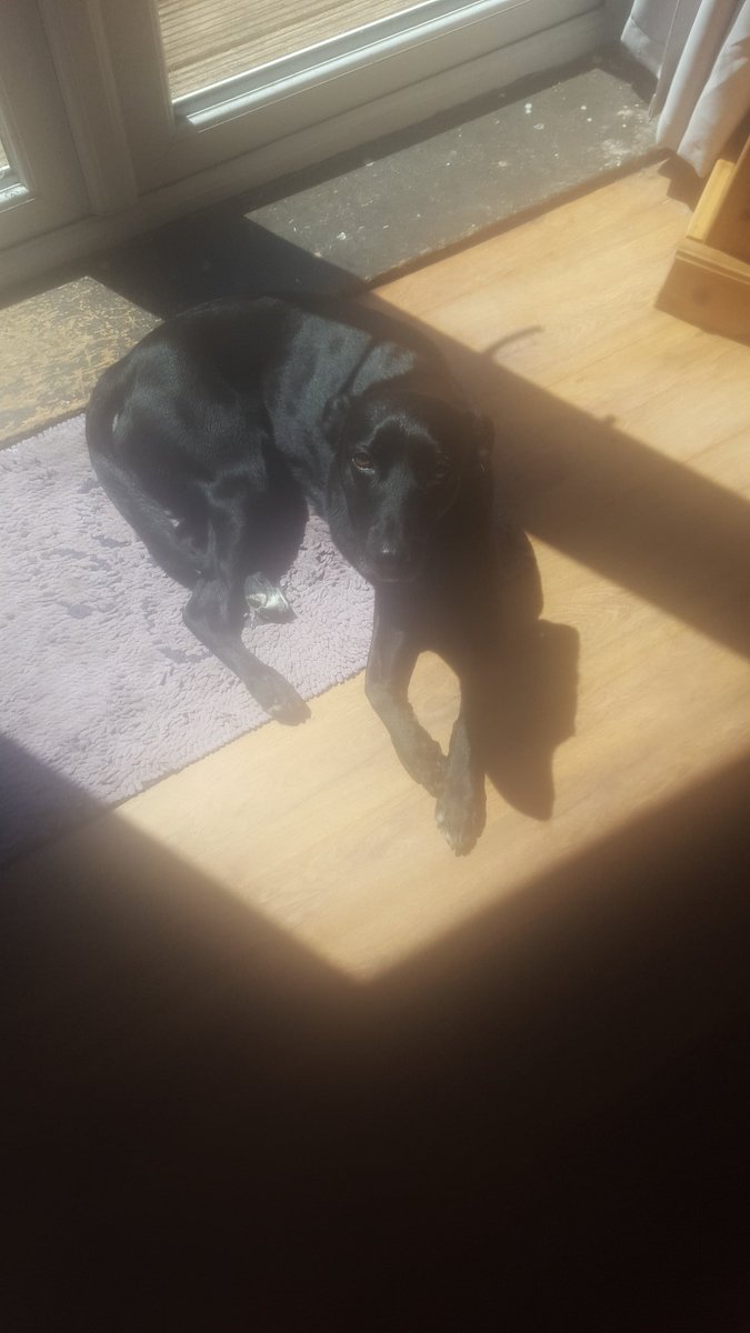 LiamPR87's tweet photo. The #RaynerRabbleKitchen strawberry bandit strikes again #FaceOfInnocence #ButterWouldntMelt #CriminalMastermind #Jura https://t.co/R5cNXrkrNh