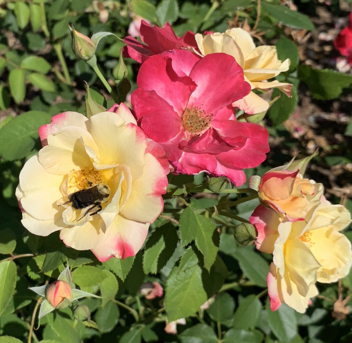 jbdugan316's tweet photo. Flowers need bees! https://t.co/XC7D0YLaHU
