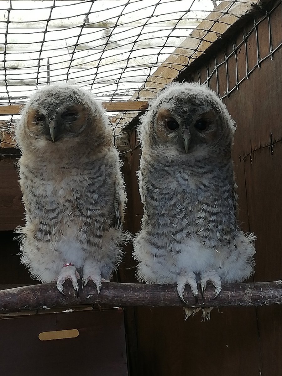 Our Baby Tawny Owls are ready toeet the public for the first time tomorrow, come up and see them 😊