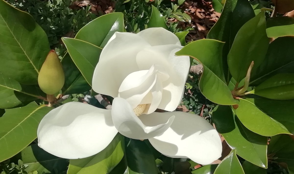 LopezMelendroA1's tweet photo. La primavera nos abre la puerta...
Relajación Creativa para el CORONAMOR!
"La Flor del Magnolio nos serena"
#relajacioncreativa https://t.co/v1JMCE6BFX