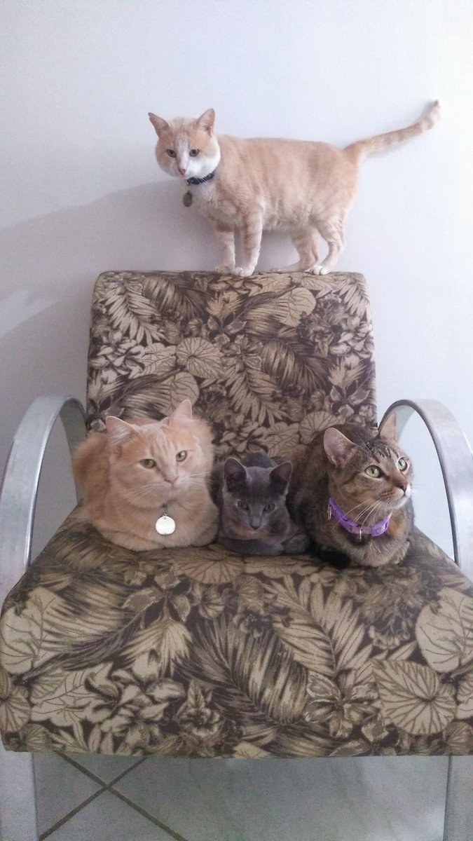 olaraymi's tweet image. 💓