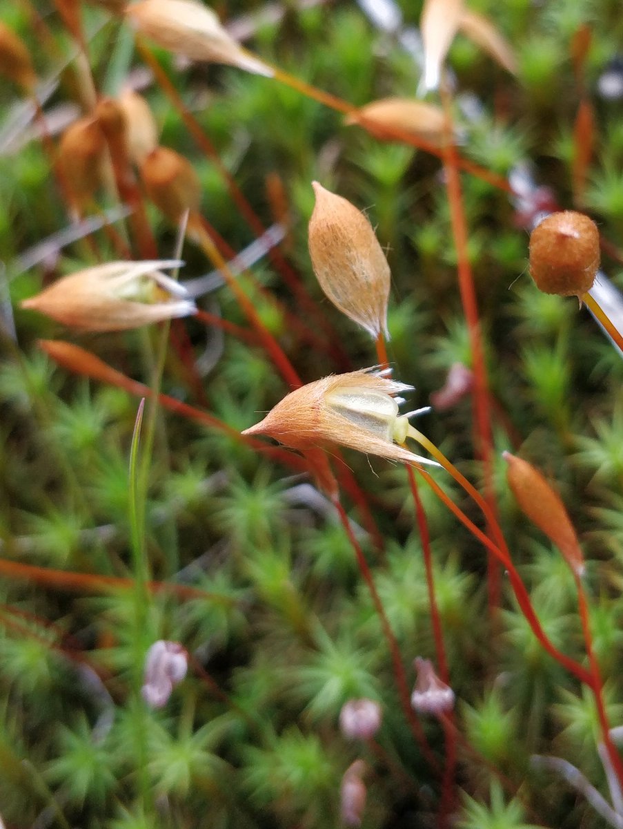 Andyrhydycreuau's tweet photo. Common haircap / Polytrichum commune. Lookin' good! #moss #acrocarp @BBSbryology
"Acro" means end, "carp" means the "fruit". Acrocarps have their fruity bits coming out at their end points. Yes, I know they're not fruit. Or fish. https://t.co/z5uVNNRwwa