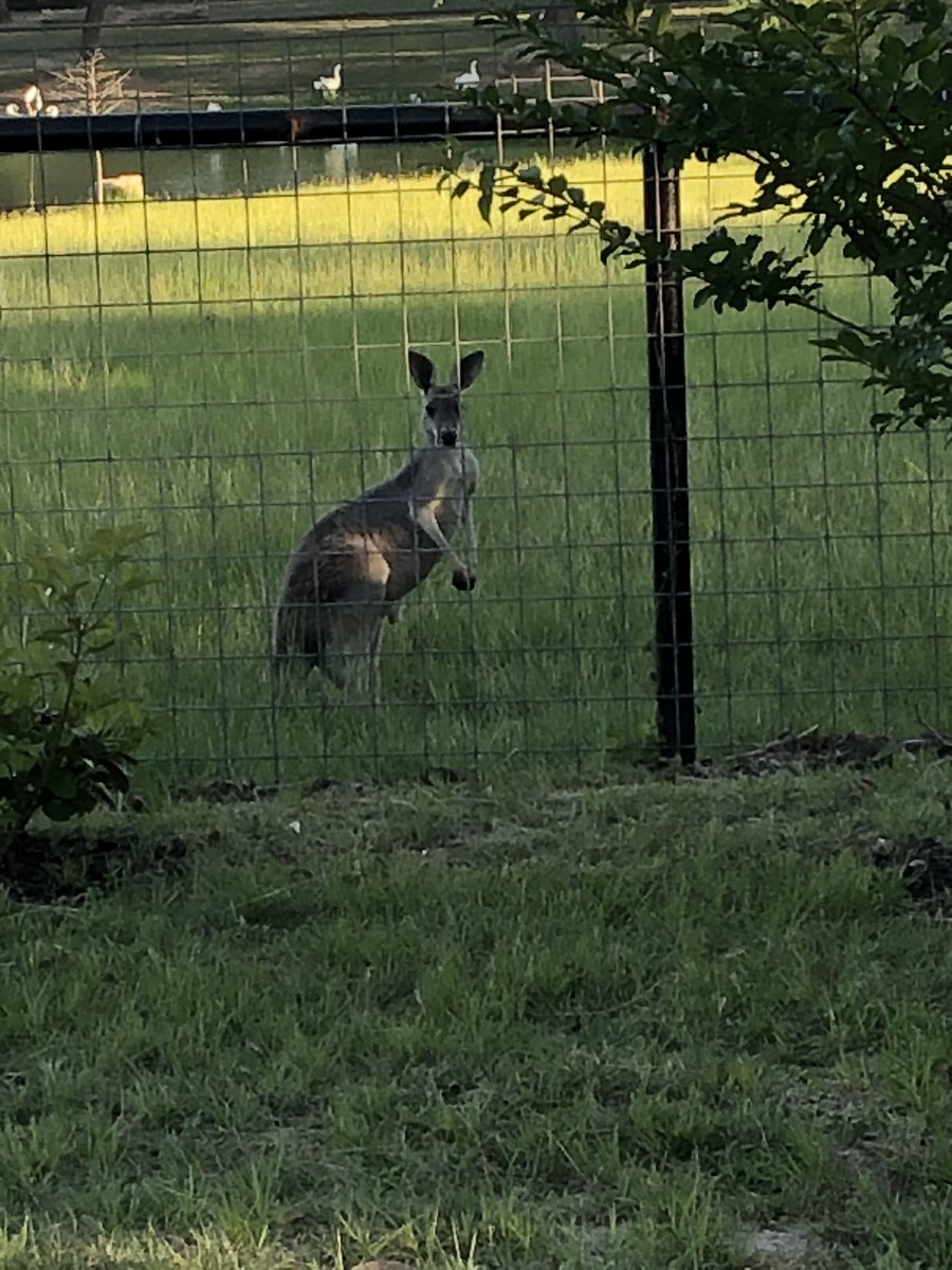 candaceinclass's tweet photo. Cheeseburger Loop (pt 2): We saw lots of wildlife! We stopped for the obligatory cheeseburger, &amp; there was even a spot to stop for the perfect sunset selfie! By the looks of my car, &amp; the fact we finished... I’d say mission accomplished! #usesummer #stallionsdeserveit https://t.co/Rb3WgehNWX