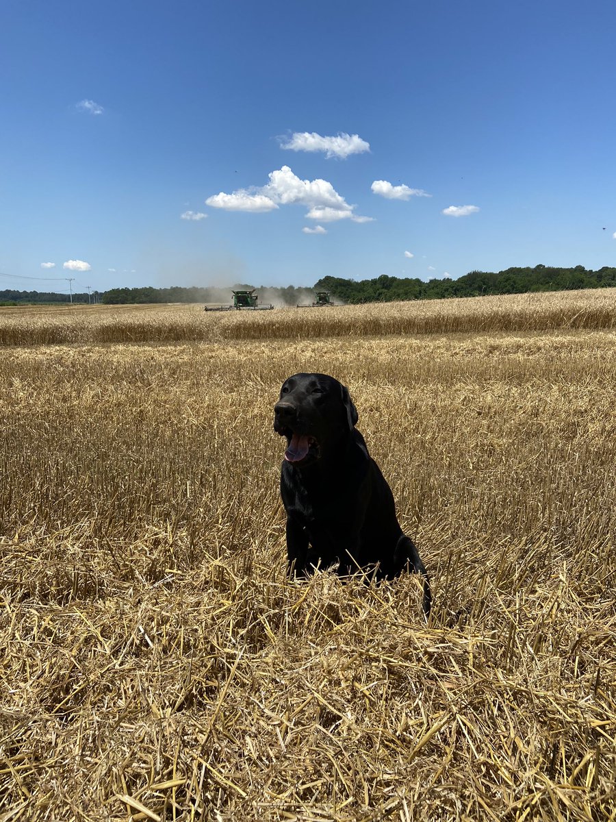 sthornton29's tweet photo. Murphy checking in on the harvest crew #harvest20 https://t.co/3YDzxuPjhK