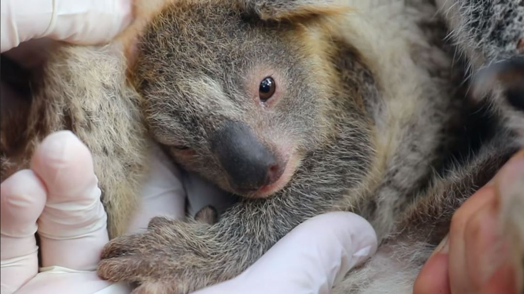 Meet the first baby koala born in Australian wildlife park since devastating wildfires (video via @austreptilepark) bit.ly/2Xsx7l3