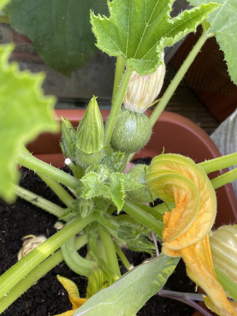 First pick of the season. Climbing beans. Peas will soon be ready and round courgettes
