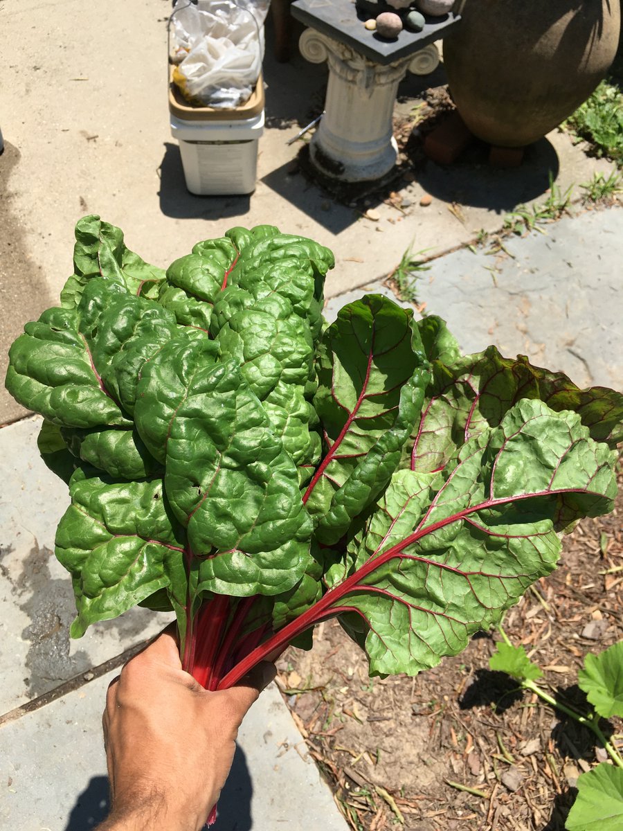lettuce and spinach season is over long live chard season