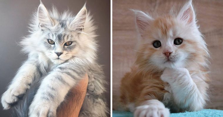 CatLoverBoy3's tweet photo. I Love Maine Coon Cats.
Do You Love? 
Like, Share &amp; Comments.
 #cats #cat #catstagram #CatsOfTwitter #catlover #animals #pet #gato #ilovemycat #lovecats #WednesdayThoughts #kitty #CuteCats https://t.co/eJoUylVTw8