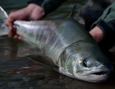 gngfishing's tweet photo. This is a Chum Salmon also known as a Dog Salmon. Book your July 2020 Salmon Fishing Charter Today! https://t.co/FtHy96Kn1K #gng https://t.co/fdUtSKhCtI