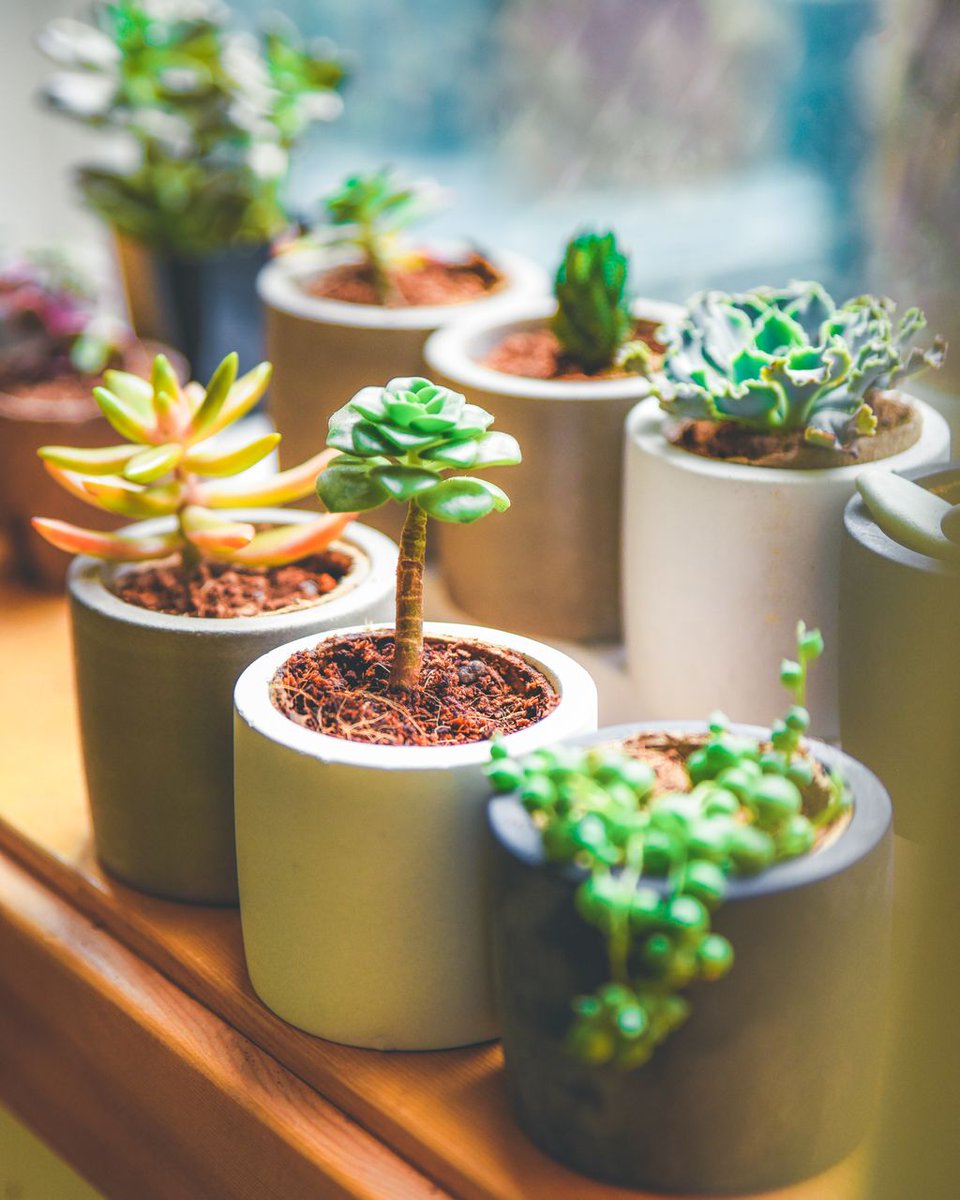 sucstu's tweet photo. Anybody else running out of space on their windowsills? With the weather warming up it might be time for your babes to move outside for some sunshine and fresh air! โ๏ธCheck out how to make the transition smooth here: https://t.co/euUMZ4O5vb #summersucculents #windowsillgang https://t.co/nrdr7rmOPh