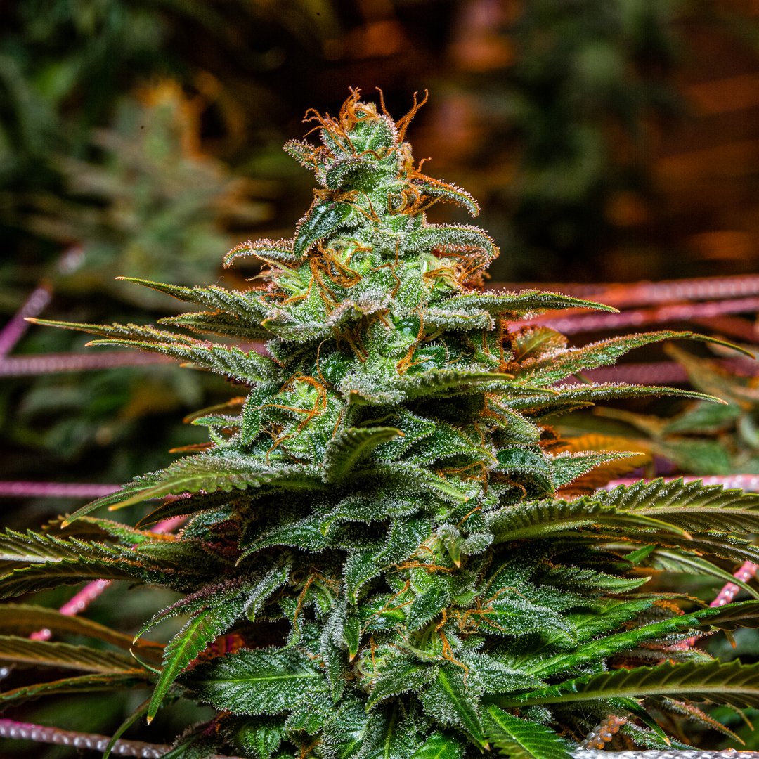 CannalineM's tweet photo. Happy stay in your pajamas and smoke day! 

What are your plans today? https://t.co/FnM9Jue0sW