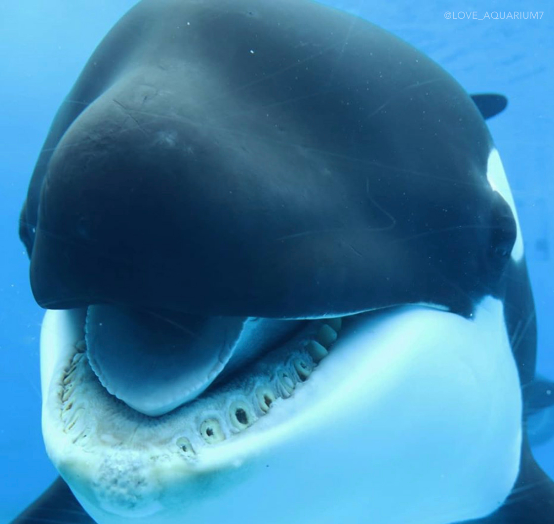 Dolphin_Project's tweet photo. Broken teeth is common in a concerning number of captive cetaceans. These fractures are primarily caused by stereotypical behaviors- such as biting on concrete or metal parts of their enclosures- out of boredom or stress. Read more: https://t.co/5k6rfxc5nI
#DolphinProject https://t.co/xOTJ9fsbeS