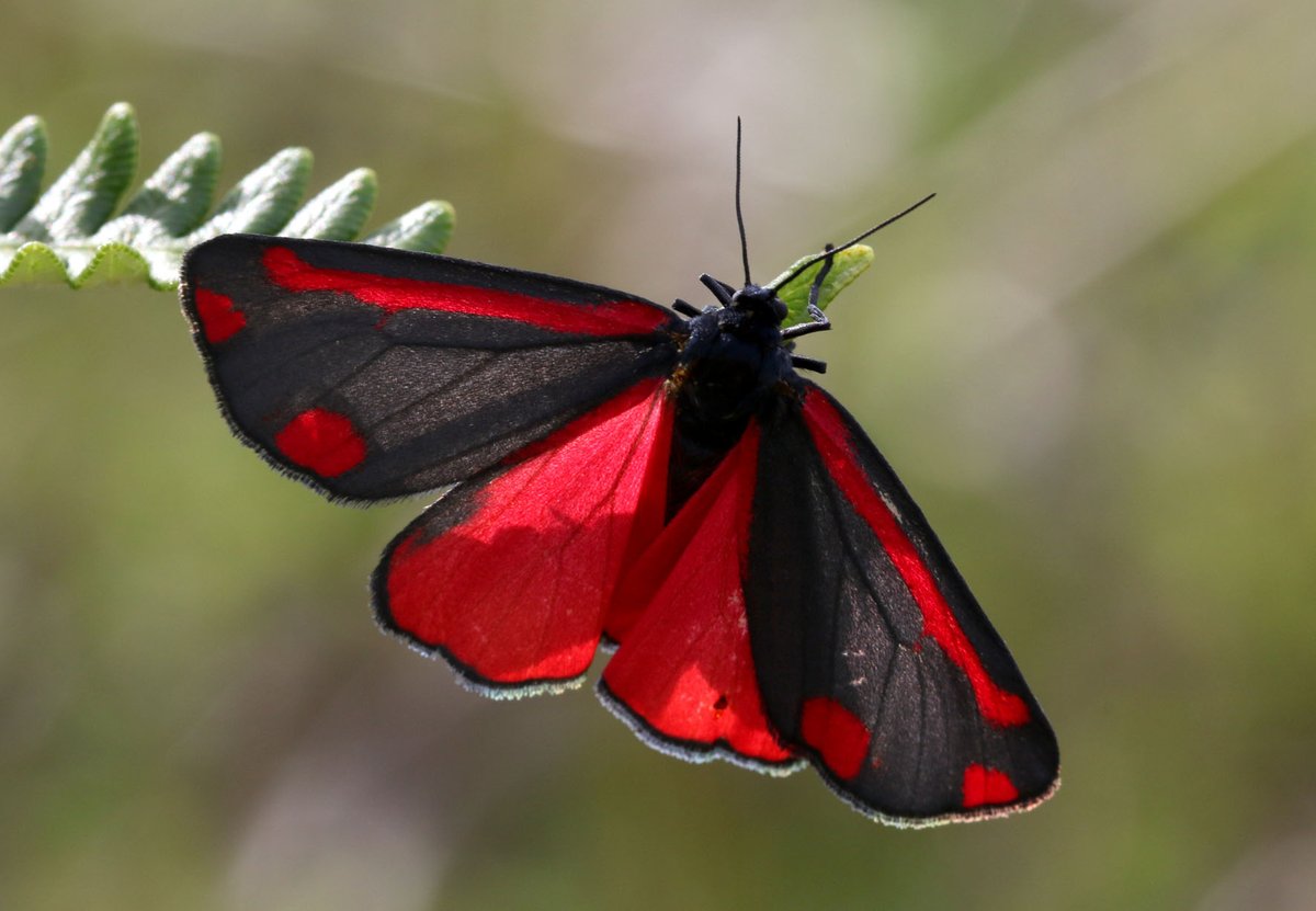 BuzzbeeNature's tweet photo. One of the more striking colourings of moths - Cinnabar Moth #moth #cinnabar #nature #naturegarden #naturegroup #Norwich #Norfolk #NR1 #wildflowers #bees #butteflies #wildlife #children #learning #educational #study #naturestudy https://t.co/JP8OhNwmhK