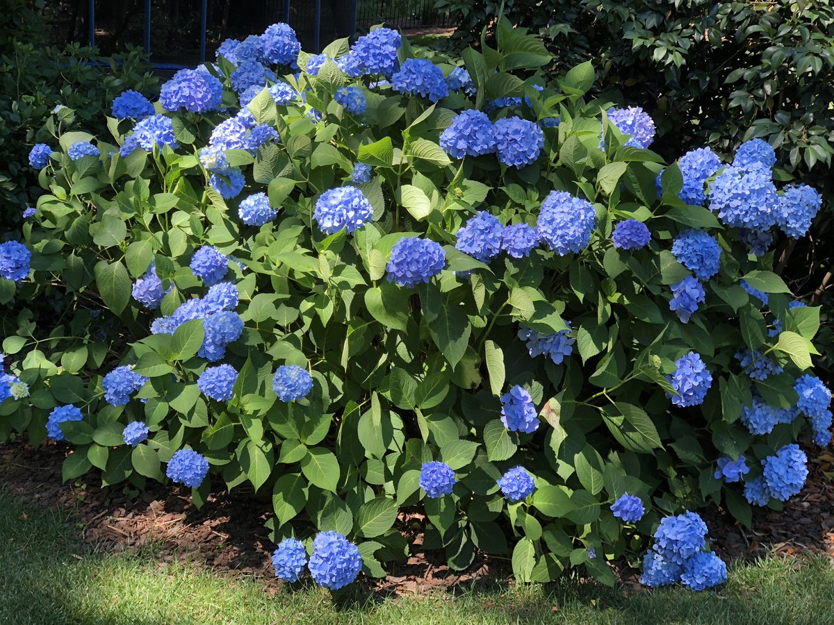 EdGainesIII's tweet photo. Blue hydrangeas from my wife’s handy work are as beautiful as I have ever seen them—enjoy! #ncsummer https://t.co/cqSsZeZKQQ