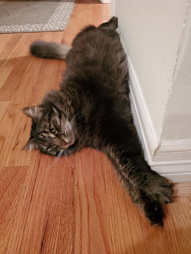 Moonshell tweet media