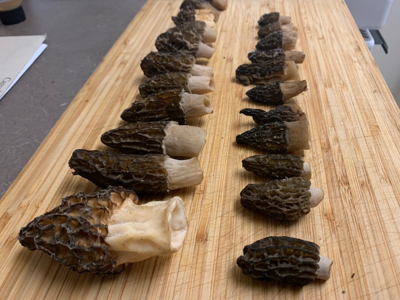 Tahoe Wildfire Burn Scars A Boon For Morel Mushroom