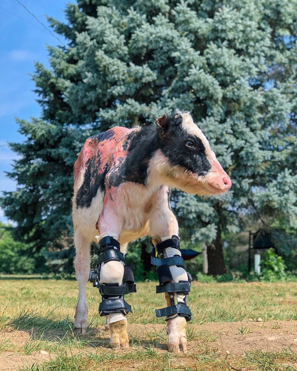 Barn Sanctuary tweet media