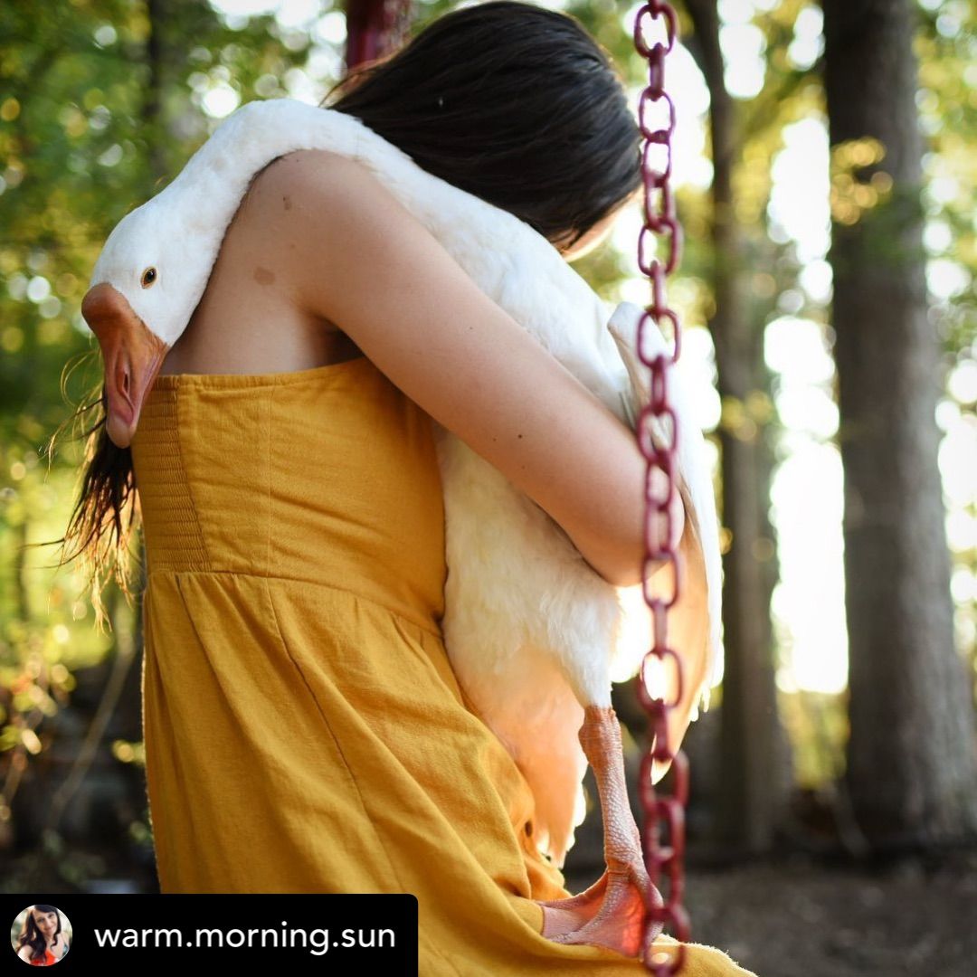 Atwoods_Stores's tweet photo. Have you hugged a goose today?
📷: Instagram/warm.morning.sun
#AtwoodsRanchAndHome #Goose #Geese #NatureLovers #Summer #Poultry #BackyardPoultry #Farm #FarmLife #Homestead #FreeRange #GooseFarm #BackyardFarm #Farmstead #Agriculture #GooseLove #CountryLife #PoultryFarm #Country https://t.co/M7fGzpb639