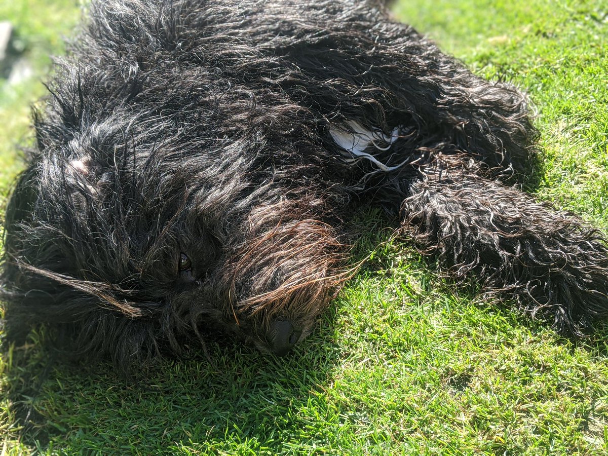 _MollyBear's tweet photo. Drying off on the lawn after my bath! #cleanbear #everyonelovesawetdog 🐾💖🛁#bathtimeforbears https://t.co/RfoDOqH85y