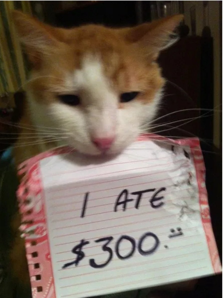 thedeveffect's tweet photo. #cats https://t.co/cu8U8uIBdY