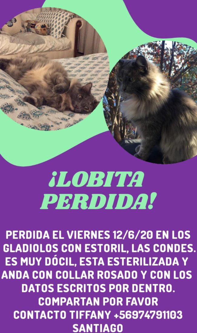 GATITA PERDIDA <a href="/AnimalesCh/">Animales Perdidos Ch</a> <a href="/Animalperdidocl/">Mascotas Perdidas</a> <a href="/guaufymiau/">Mascotas Perdidas</a> <a href="/MascotaCl/">Mascotas Perdidas</a> <a href="/ChilePerdidos/">MascotaPerdidaChile</a> @AdopGatosChile <a href="/chilegatosadopc/">Chile Gatitos</a> <a href="/GatosQls/">GatosQls</a> <a href="/LindoGatitoAdop/">Lindo Gatito Adopta</a> @DGatunaPerruna <a href="/clubgaterogrupo/">Fundación ClubGatero</a>