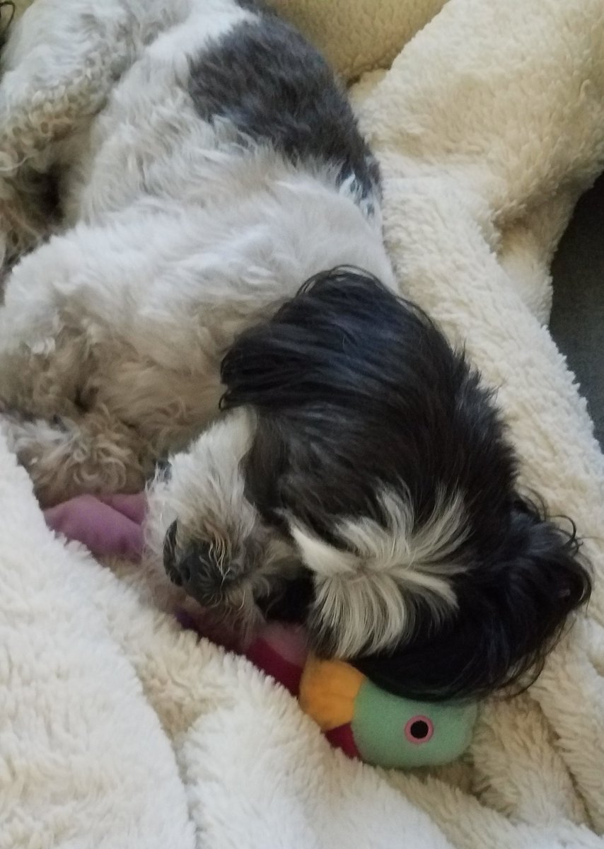 ClipperEdwards's tweet photo. Fishy toy also makes an excellent pillow https://t.co/KiF5rxpQoh