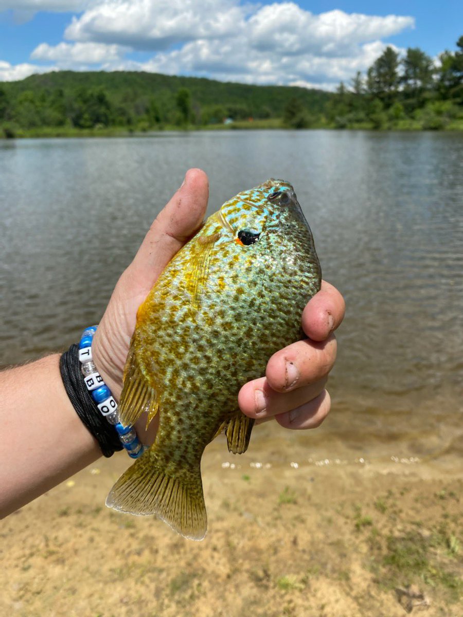 TrueBlueOtd's tweet photo. Beautiful day to catch some sunnies! ☀️ I predict fish tacos in the immediate future 🌮 

#fishing | #fishingislife | #fishinglife https://t.co/TITT1Jjwlz