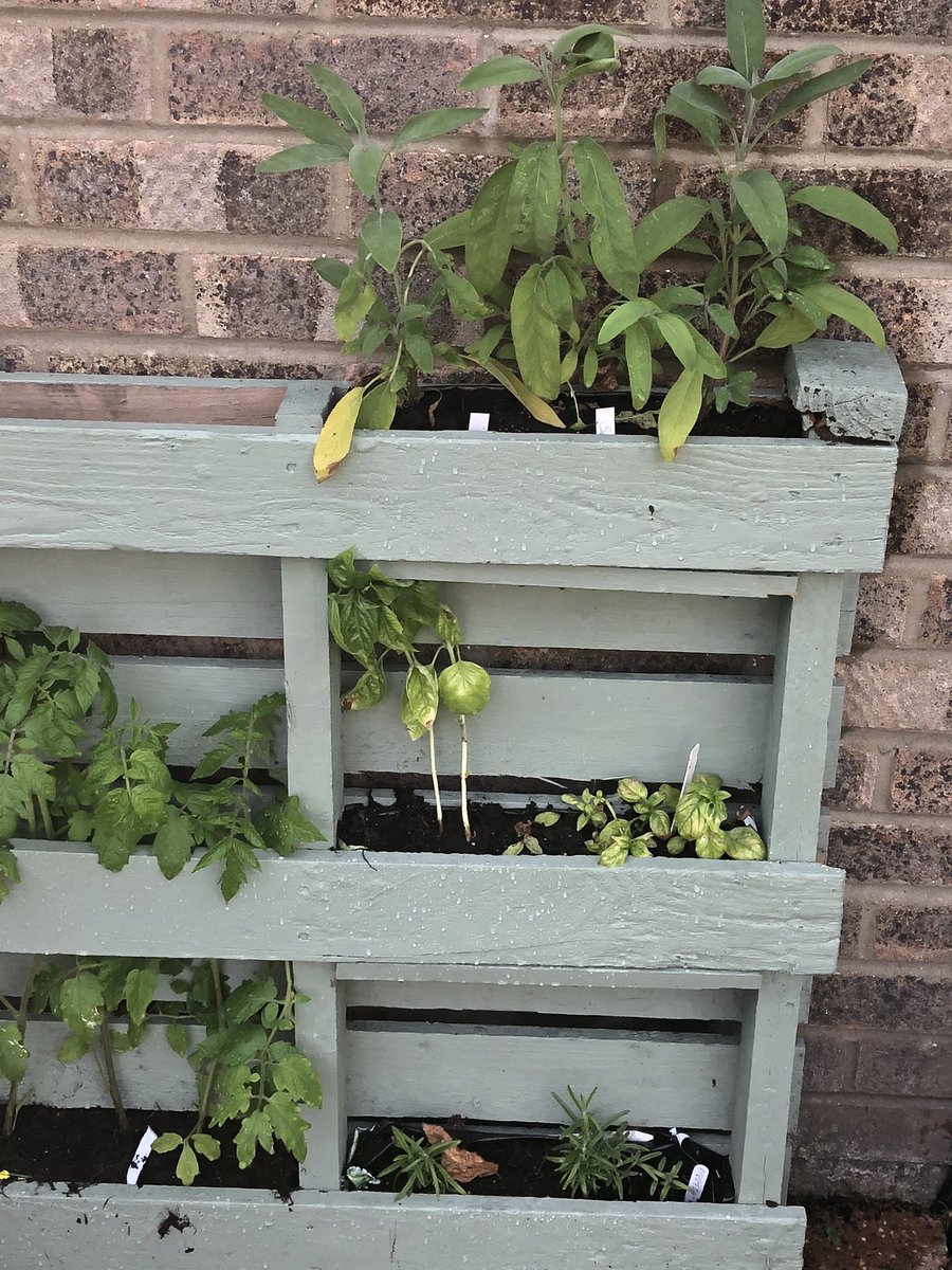 Everything we’ve added to the garden this year is edible -  even the nasturtiums and pansies - so pleased with how it’s looking so far #GrowYourOwn #GrowYourOwnFood #vegetables #Fruit #Summer