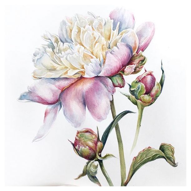 patterndesignrs's tweet photo. @patterndesigners repost @astatnyh #astatnyh - Процессы...🌷
#process_of_creativity #top_watercolor #watercolourpainting #watercolor_blog #acuarelas #inspiring_watercolors #watercolor_inlove #акварельныйрисунок #акварельнаяиллюстрация #рисунокназаказ #floralpainting https://t.co/xZIquuD4NA