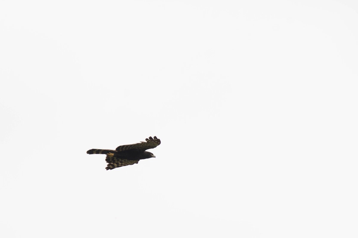 Ediltorres_foto's tweet photo. Un Águila Crestada Negra (Spizaetus tyrannus) en @campoecologico para el #SpamDeAvesNegras https://t.co/GI2O9zBSMn