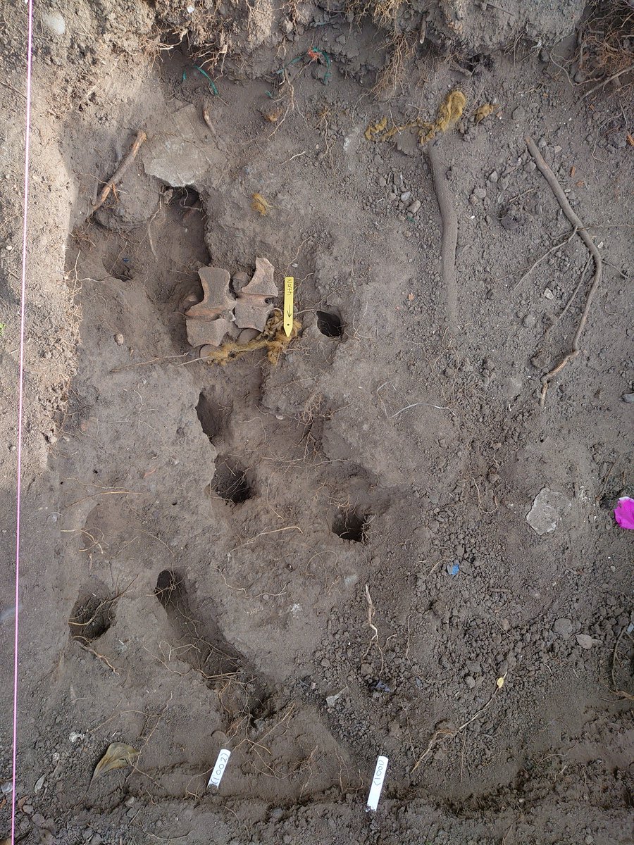 CMijatovic's tweet image. All afternoon I thought I must be misinterpreting the cut and context around the bones because the cut is so uneven. By hole 3 I realised I had a rat burrow! #Archaeology #amatuer #testpit #archaeologyathome #digventures #virtualfieldschool