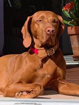 ViessmannCS_UK's tweet photo. As #lockdown is being lifted slowly...here's another #PetsDuringLockdown submission, this time from Steve Haughey.

Share your pictures with us, using #ViLovePets 📸 https://t.co/wkY2KirDH5