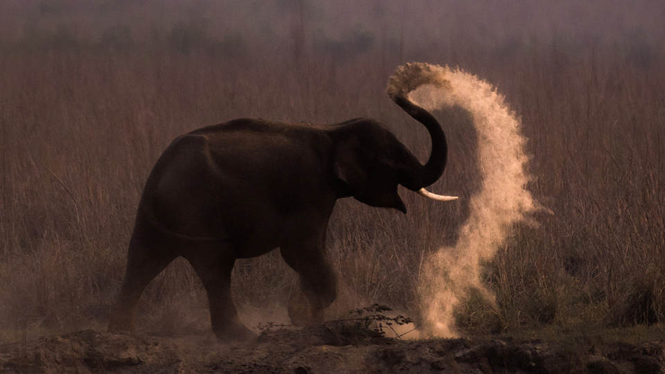 cgtnenespanol's tweet photo. Las imágenes muestra a un elefante creando su propia nube de polvo mientras se baña en la luz del atardecer. El elefante indio estaba usando el barro y el polvo de un río para refrescarse al final de un día caluroso. https://t.co/bqwGaciYu2