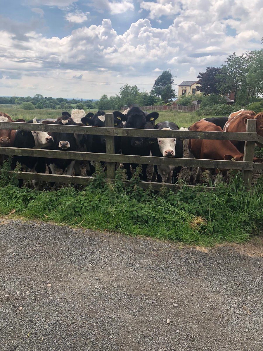 dmw1965's tweet photo. A lovely 3 mile walk whilst the beef was roasting this afternoon for the @AtalianServest #10MileChallenge One cow got up to nosey over the gate - the next minute they all wanted to know what was going on 🤣🤣@kellydolphin1 @billburroughs21 @JenHoneybun @JenBates5 https://t.co/B8QaUw26eq
