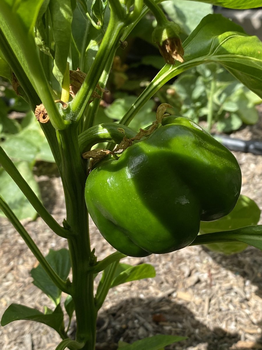 Vrushali C tweet media