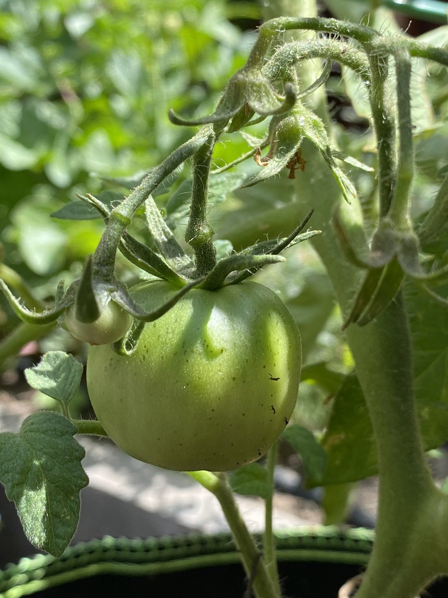 Vrushali C tweet media