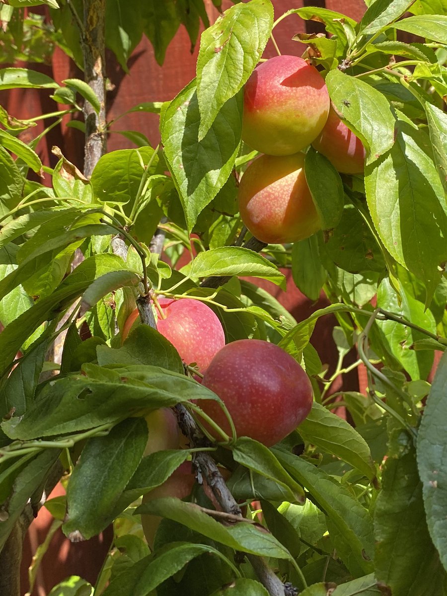 Vrushali C tweet media